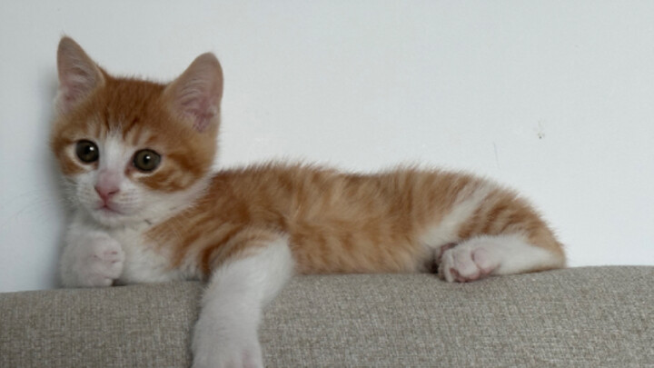 المنظور الأول: شيو ما يستيقظ من النوم بسبب الألعاب النارية