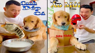 Dương KC | Tứ Mao Đại Náo | chó thông minh đáng yêu | cute smart dog pet|  Thú Cưng TV