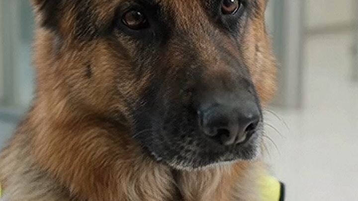 🐕‍🦺 Police Dog Catches a Suspicious Man! 😱🔥 #Shorts