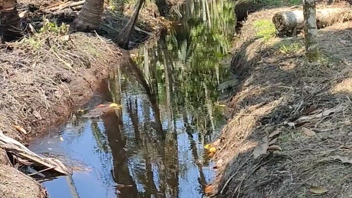 Yang suka mancing ikan gabus pasti ngiler lihat spot ngurek belut seperti ini