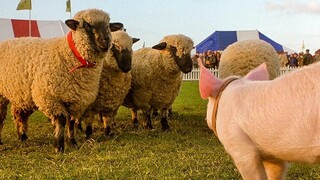 200+IQ Pig Learned To Control Sheeps Better Than a Dog !?