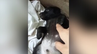 la nó nằm im luôn 😂😂 chó ai khôn z😂chócute @