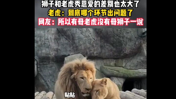 Động vật kỳ diệu: Hổ – Vợ ơi, muốn ôm một cái! Hổ