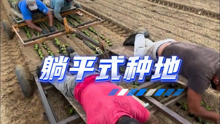 طريقة الزراعة الألمانية: وجه نحو التراب وظهر نحو السماء، حيث يتعرض الظهر لأشعة الشمس لمدة 180 يومًا 