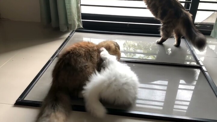 แมว​เหมียว​น่ารัก​หยอก​ล้อ​กัน​