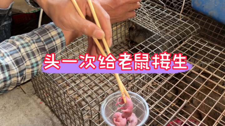 The mice in the house have given birth, and Xiao He is helping deliver the pups for the first time—t