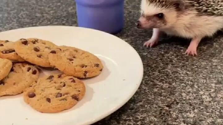 Peter, the pet hedgehog, will comfort you when you are unhappy with all kinds of delicious food. So 