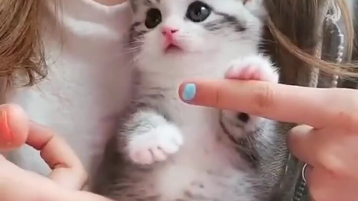 Nhẹ nhàng xoa xoa cái bụng mềm mại của bé mèo~(=^▽^=)
