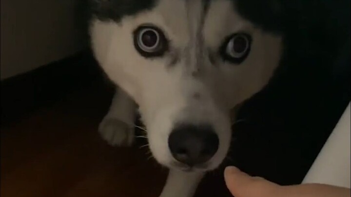 جائزة الكلاب الظريفة والمرحة! اتضح أن "كلب" كان في الأصل صفة...