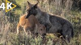 Wolves hunting documentary yellow stone national park