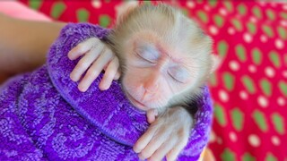 Napping Time!! Tiny adorable Luca is sleeping well in Mom's comfort  Sweet Dream My Boy