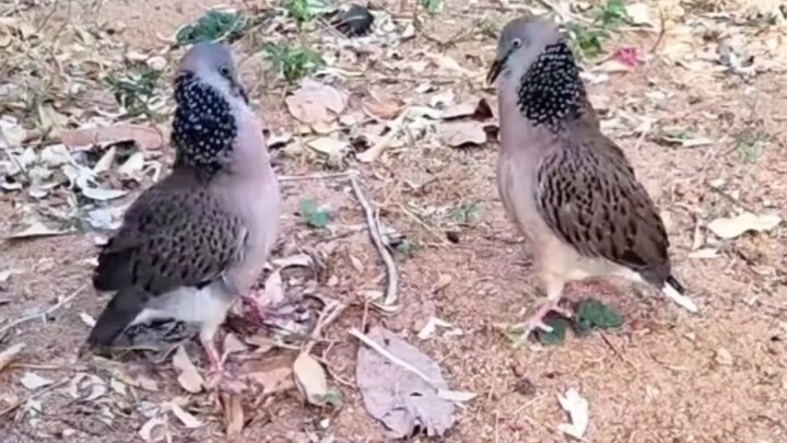 Gu Gu! Gu Gu! Gu Gu! ... (repeated many times)