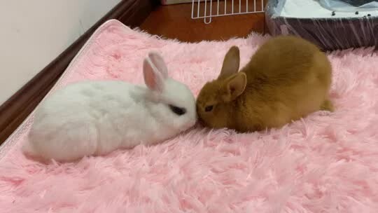 (รวมคลิปสัตว์โลก) เจ้าสองต่ายจะจ้องหน้ากันทำไมเนี่ย!