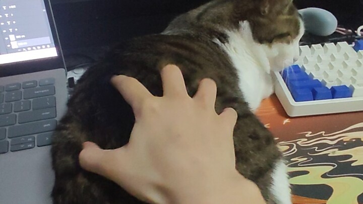 Con mèo mới mua không quen tay lắm, lại còn hay cắn người nữa, nên hôm nay mình xin trả hàng trong 7