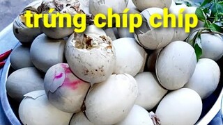 Biển Nguyễn ngọc | Trứng Vịt Lộn Già( trứng chíp chíp) Vừa Ăn Vừa Vặt Lông.Rất Ngon Ngọt