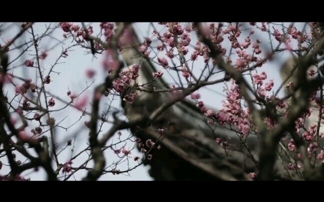 [Xiao Zhan] [Narcissus Xiang] เผชิญหน้างู ชีวิตที่สอง อี้โหมว × จีจิ่ว