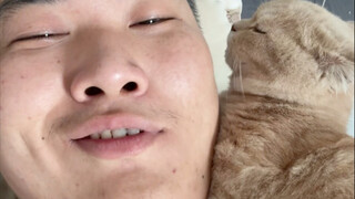 Still voice-controlled kitten