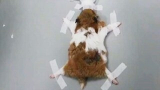 [Mèo cưng] Thực tế chứng minh, không thể nuôi mèo và hamster cùng lúc