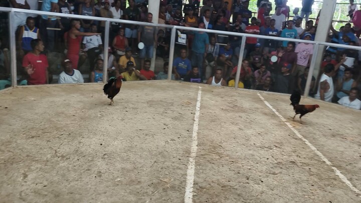 Sa wakas panalo na ako nagtari ,sa sabungan. kaso pangit pagkakuha ng video 🤣