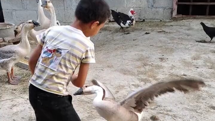 الإوزة: أتعجز عن اللعب؟ إذا عجزتَ عن اللعب، فلا تلعب! كان هذا يومًا كابوس الأطفال، لكنه انتهى الآن!