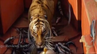 Review Phim _ Cuộc Đời Của Pi _ Life Of Pi _ Mắc kẹt 227 ngày trên biển và sự số