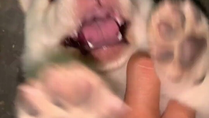一个夹子一个钳子
