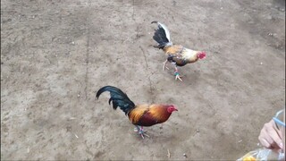 Native buyog vs Bulik  ( Tupada Win)