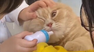 Anak kucing memberikan seluruh kepercayaannya kepada anak-anak