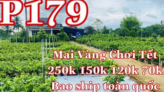 mai vàng chơi tết p179 | 0373398572 - 0978500317 Hạnh | mai chơi tết _ 250k-150k-120k-70k