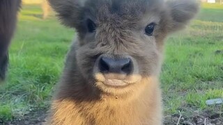 The Puppy Who Eats Grass