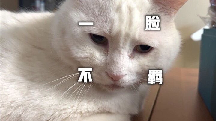 Chú mèo mặt lạnh có cảm giác trước ống kính cực đỉnh