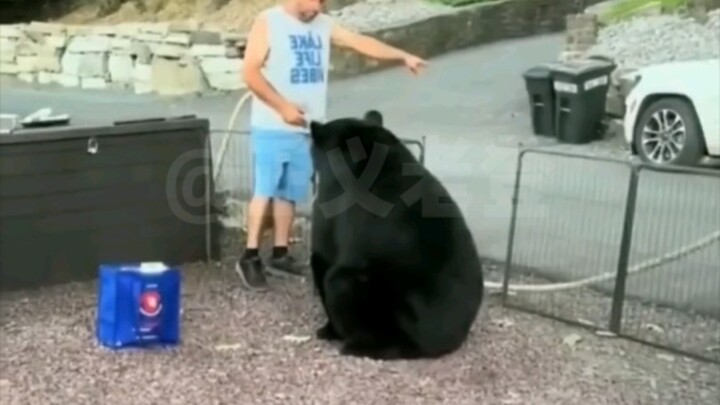 Lồng tiếng động vật | Thực trạng gấu đen hoang dã ở Mỹ