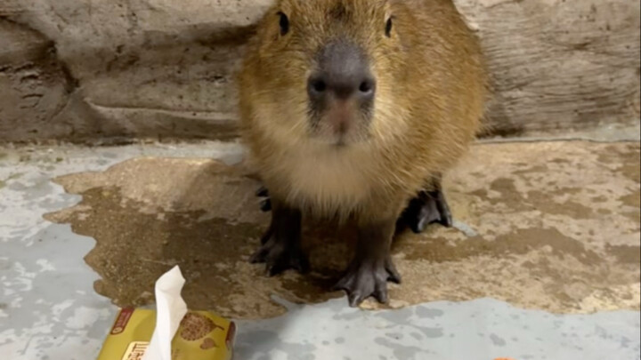 Capybara Carrot Tissue Test Challenge!