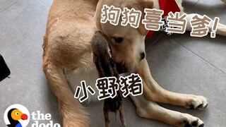 صداقة عميقة عابرة للأنواع: الكلب يصبح أباً سعيداً – خنزير بري صغير تربى على يد لابرادور