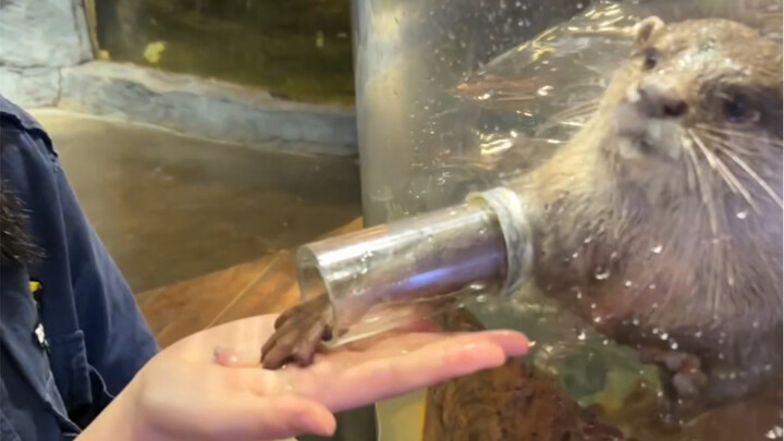 Changsha’s zoo where you can touch and feed the animals is right here!