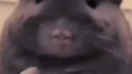 鼠鼠我啊 可真帅捏