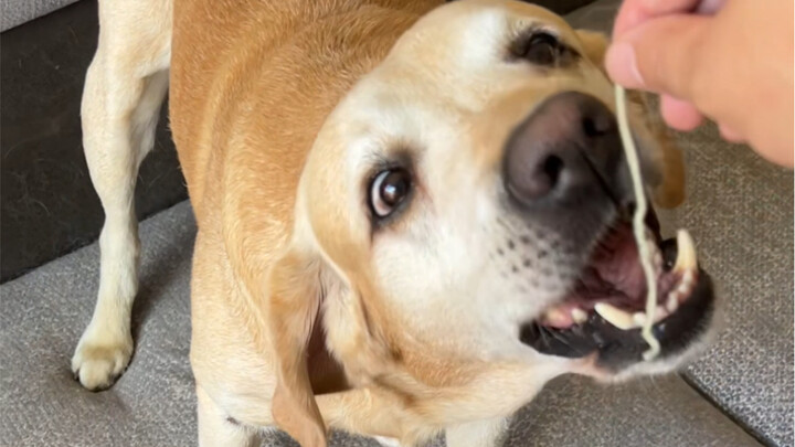 Chó vàng nhà ai mà chả thích ăn bánh bao chứ!