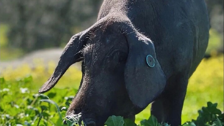 Iberian Pig: I love acorns the most, but humans love the acorn flavor in me the most.