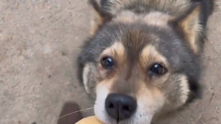 This old dog’s already in his teens, but his eyes still light up at the sight of food.
