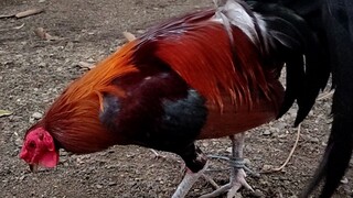 yr old cock hacth crosses(bakbakan/Digmaan banded