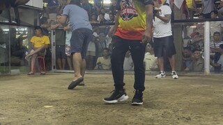 2nd fight. Loss talisay.. mahiwaga ang sabong.