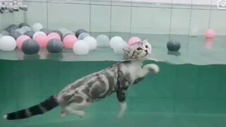 What kind of fish is this? I've never seen one like it before! Cute pet debut!