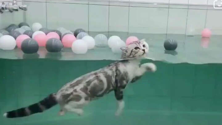 What kind of fish is this? I've never seen one like it before! Cute pet debut!