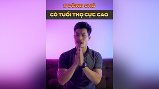 5 dòng chó có tuổi thọ cực cao dcgr tuitienpet LearnOnTikTok pet