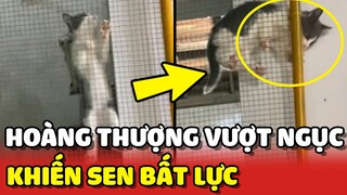 Sen BẤT LỰC với khả năng VƯỢT NGỤC bất chấp của Hoàng Thượng nhí 😂 | Yêu Lu