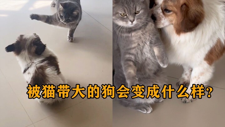 Anak anjing yang sejak kecil selalu dihajar oleh kucing akan menjadi seperti apa, ya?