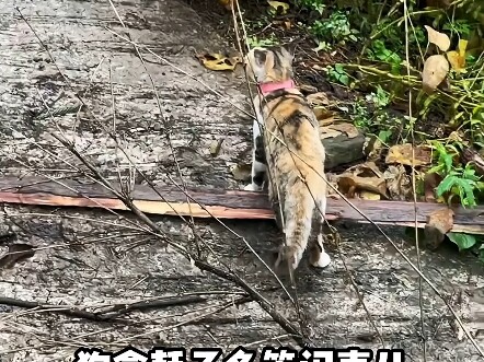 猫：狗拿耗子多管闲事