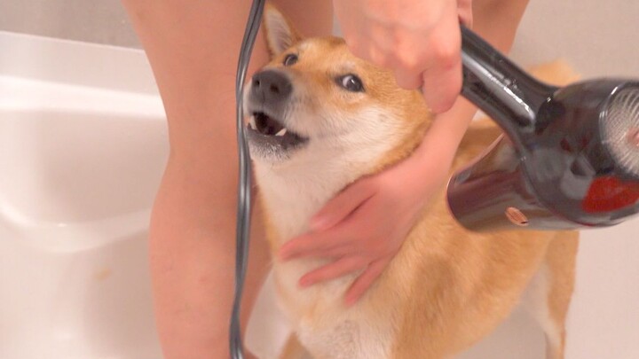 The moment I took out the hair dryer, my dog went absolutely crazy!
