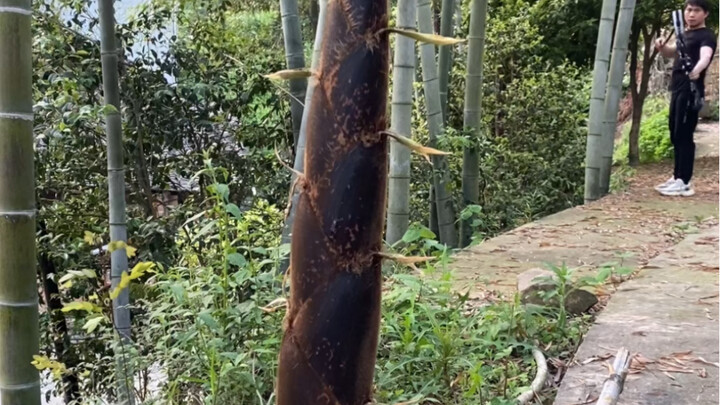 ยิงหน้าไม้ใส่หน่อไม้