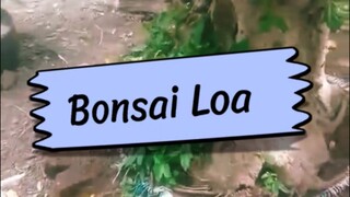 Perbedaan Perawatan Bonsai Loa Vs Bonsai Serut Tanaman Hias Nusantara